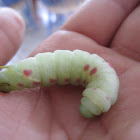 Small Eyed Sphinx Caterpillar