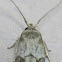 Acorn Moth