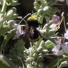 Yellow Faced Bumble Bee