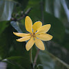 Golden gardenia