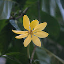 Golden gardenia