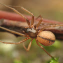 Sheetweb spider