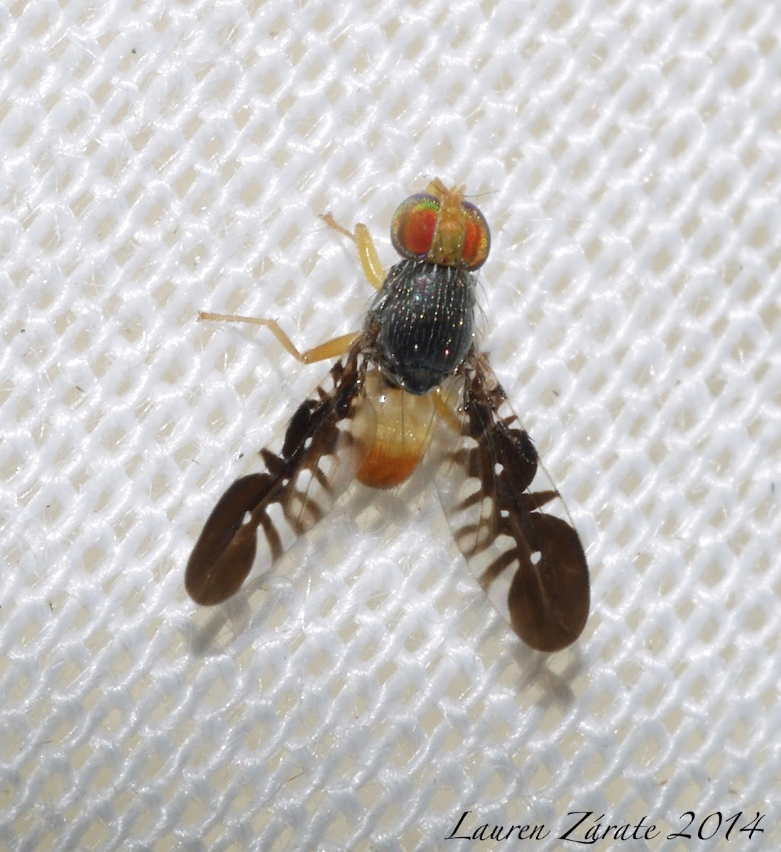 Fruit Fly with Ants on it's Wings