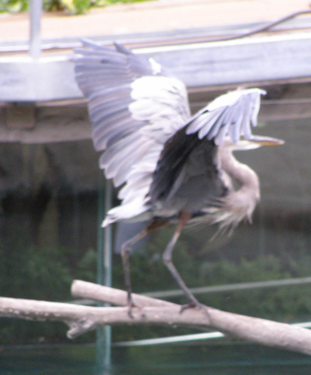 Great Blue Heron