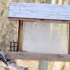 Downy Woodpecker