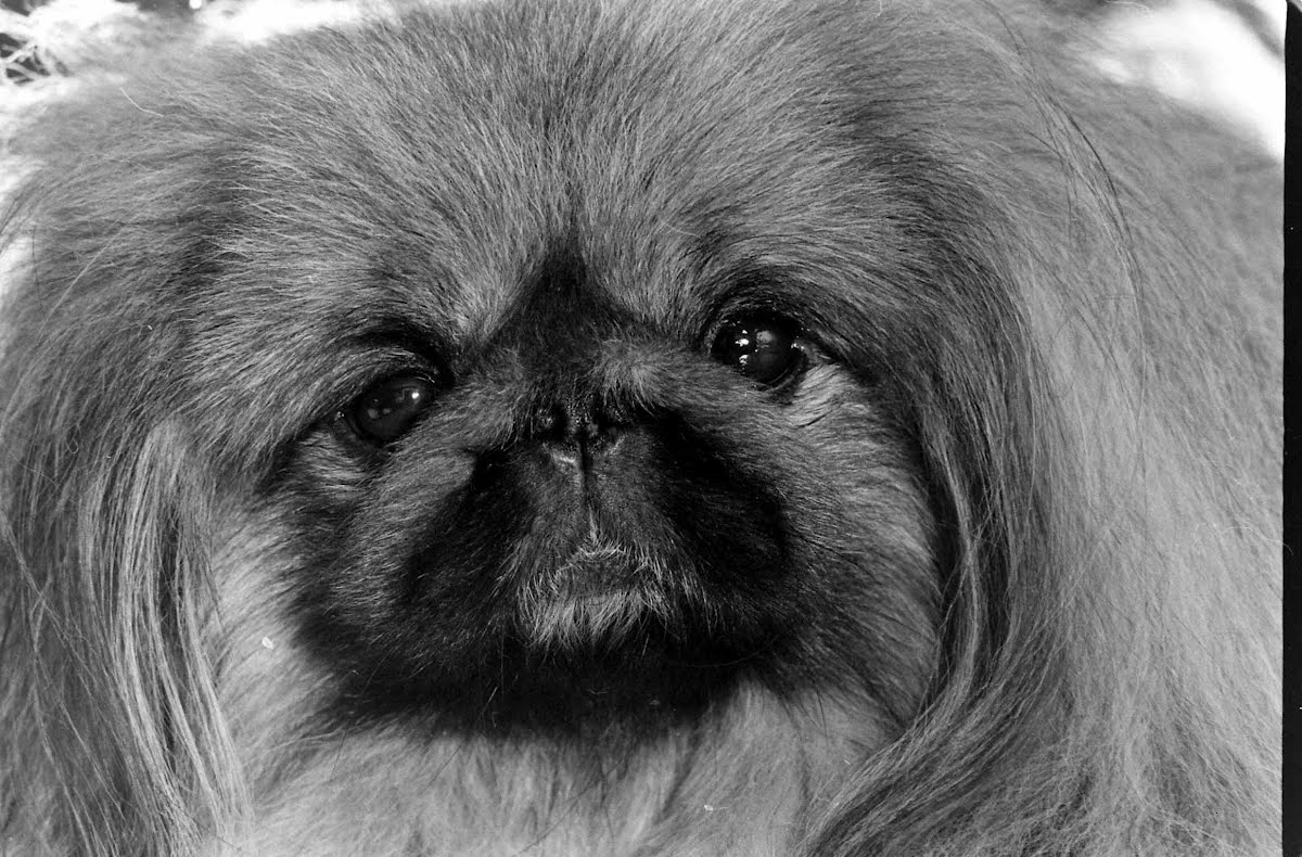 champion pekingese