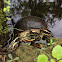 Florida red-bellied cooter