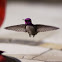 Anna's hummingbird (male)