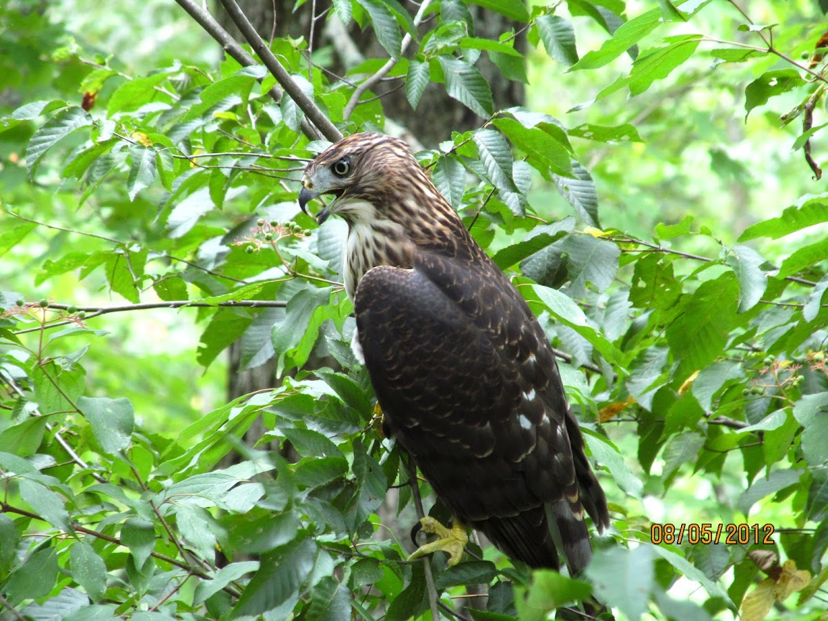 A young Cooper's Hawk
