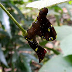 Fruit Piercing Moth caterpillar