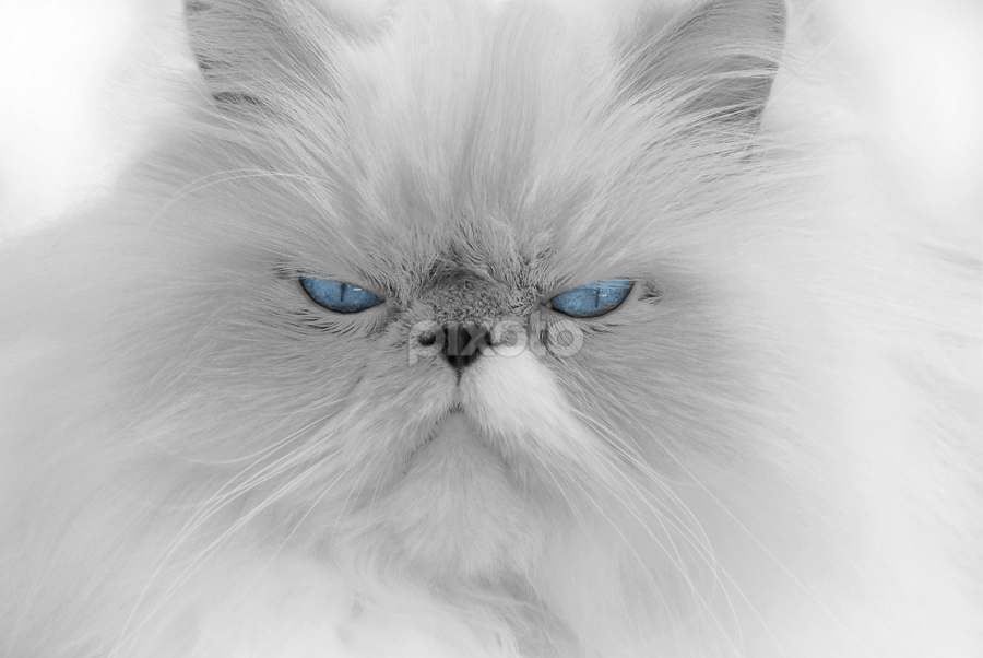 Blue Boy by Laura Retyi - Animals - Cats Portraits