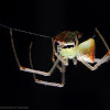 Mirror/cobweb spider