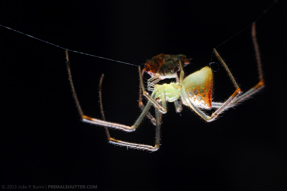 Mirror/cobweb spider