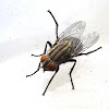 Yellow Flesh Fly