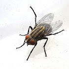 Yellow Flesh Fly