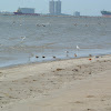 Shorebirds and Pelicans (with beach trash)