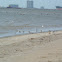 Shorebirds and Pelicans (with beach trash)