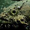 freshwater toadfish