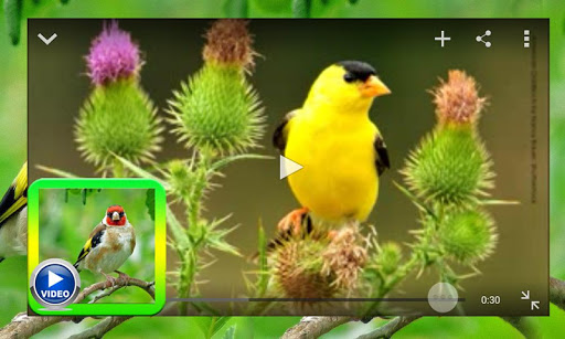 Goldfinch Video Kicau