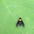 Golden-backed Snipe Fly