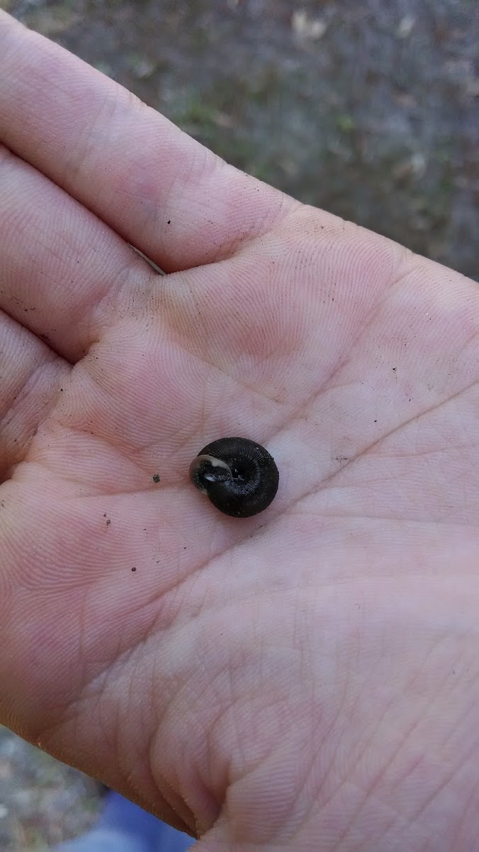 Snail-Mollusca