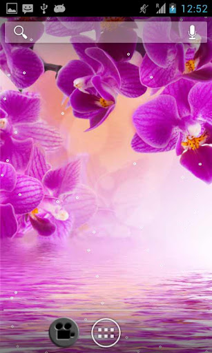 Orchids In Water