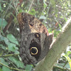 Pale Owl-Butterfly