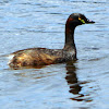 Australasian Grebe