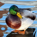 Mallard Duck (male)