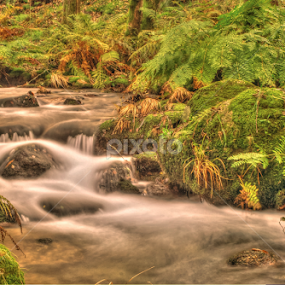 Wild by Jose Moreira - Nature Up Close Water