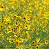 Southeastern Sunflower