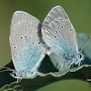 Green-Underside Blue-Lycaenidae