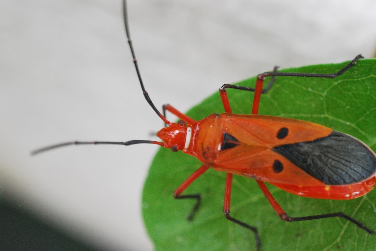 Red Cotton Stainer