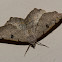 Dissomorphia australiaria Moth