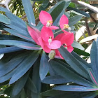 Euphorbia tree type