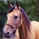 Thoroughbred horse !! mobile app icon