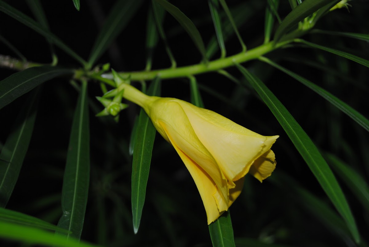 Yellow oleander flower