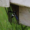 Four-toothed Mason Wasp