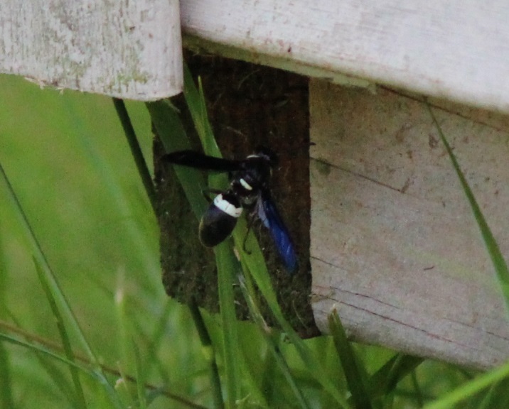 Four-toothed Mason Wasp