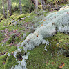 Reindeer Lichen