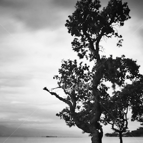 save bakau by Dedik Dwi Nugroho - Black & White Landscapes