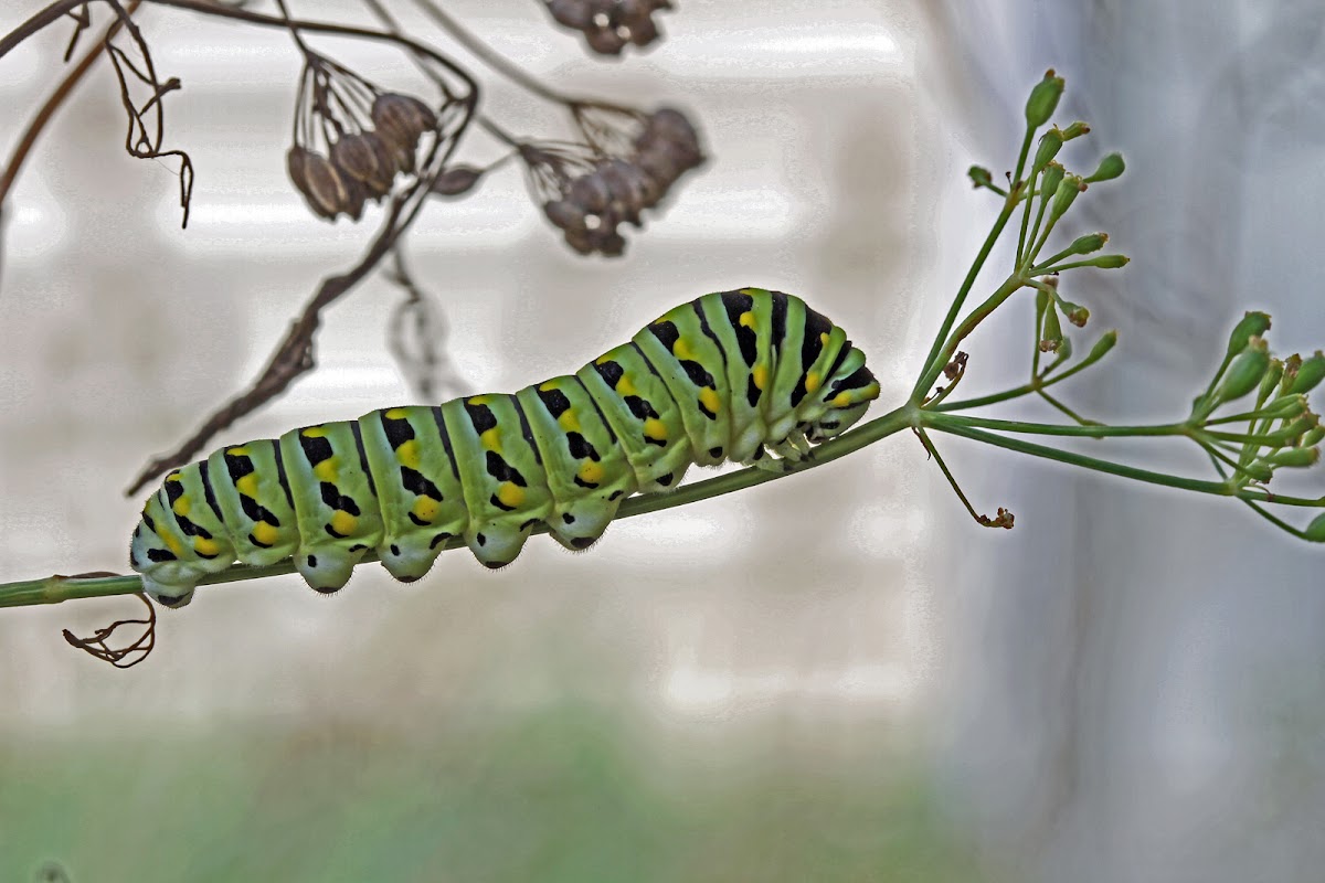 Black Swallowtail Butterfly caterpillar