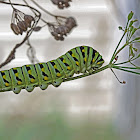 Black Swallowtail Butterfly caterpillar