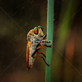 by Hindra Komara - Animals Insects & Spiders