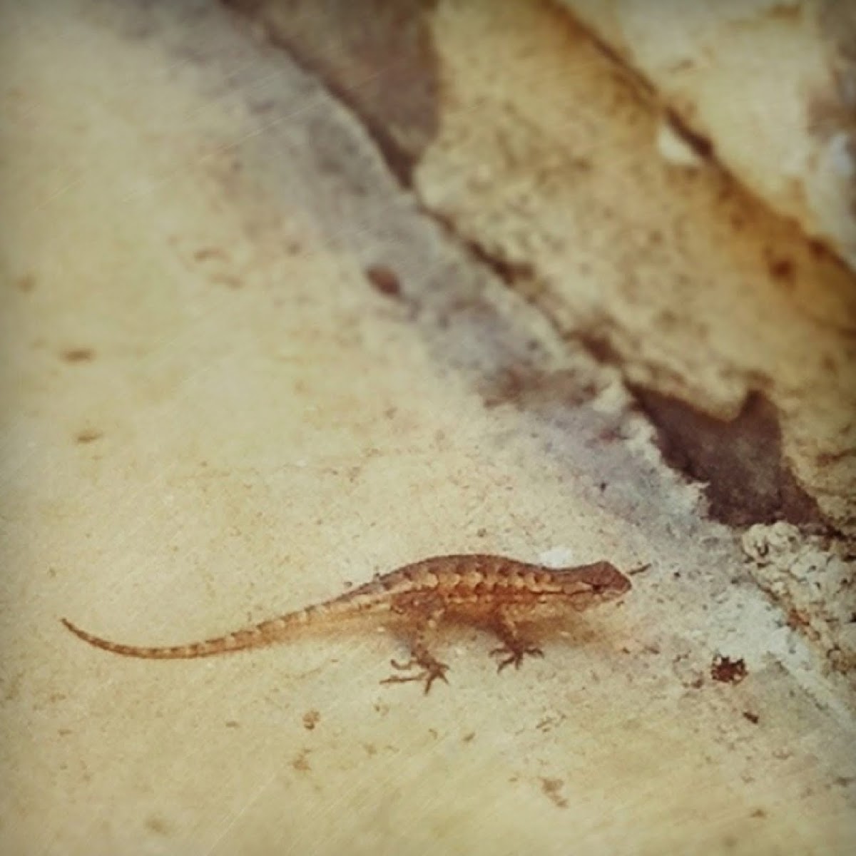 Western Fence Lizard Project Noah