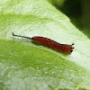 Puss moth caterpillar (1st instar)
