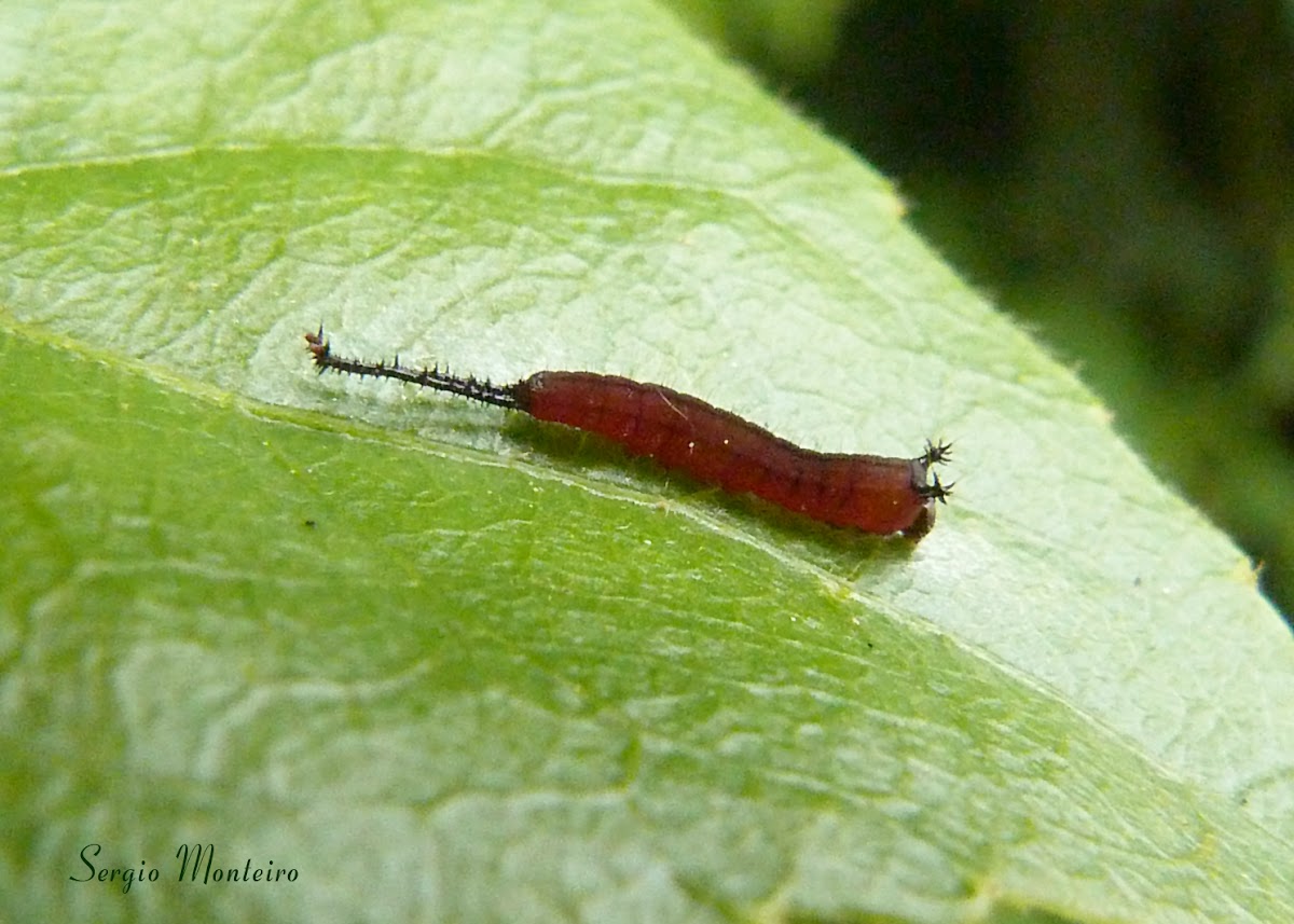 Puss moth caterpillar (1st instar)