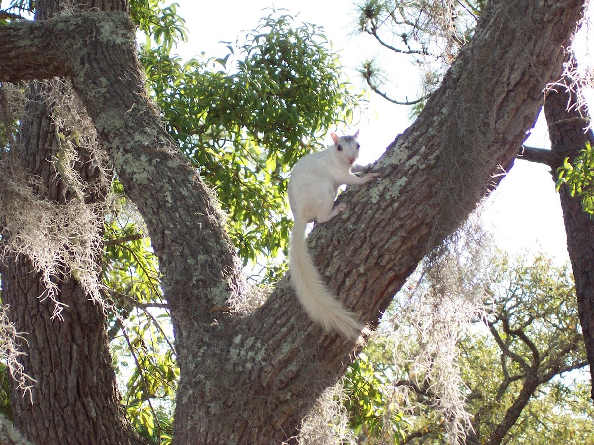 White Eastern Grey Squirrel