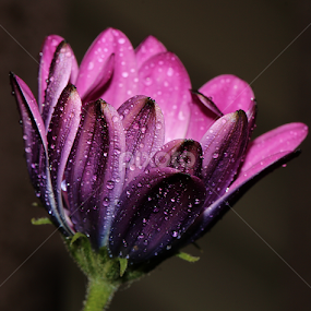 by Dipali S - Flowers Single Flower