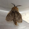 Psychid Moth
